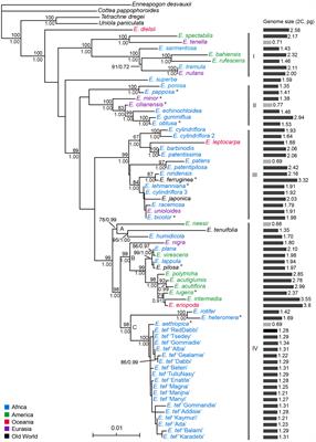 Genome size variation and polyploidy prevalence in the genus Eragrostis are associated with the global dispersal in arid area